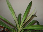 deuxième yucca