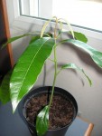 mangue