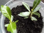 adenium