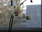 boutons sur phal