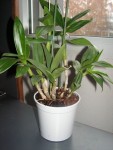 dendrio phal