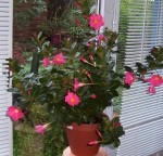FleursCysoing1 (2).jpg