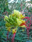 photo fleur et feuillage