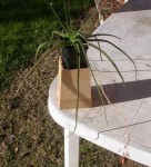 ALOE 1.JPG