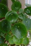 une feuille de ma plante en plan agrandi
