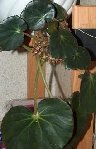 voici un vrai bégonia nénuphar