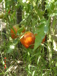 DSC04527.JPG