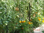 DSC04528.JPG