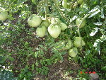 DSC04530.JPG