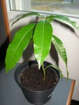 mangue