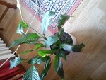 DSC00350.jpg