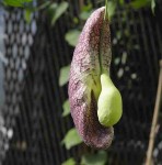 aristolo_10 - copie2.JPG