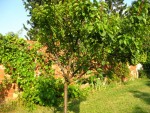 IMG_0007-small.jpg