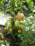 DSC04533.JPG