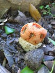 Jardin VdP-Objet non identifié.jpg