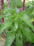 DSC04544.JPG
