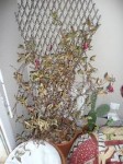 dipladenia1.jpg