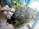 Plantes.jpg