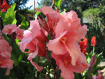 IMG_4244.JPG