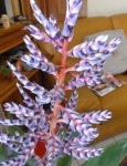 DSC02307.JPG