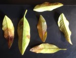 kumquat1_256.JPG