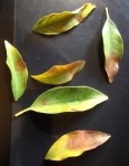 kumquat2_256.JPG
