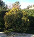 kumquat3_256.JPG