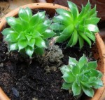 Saxifrage.jpg