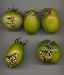 Tomate 2008.JPG