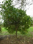 arbre01.jpg