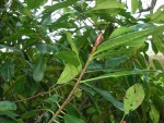 arbre02.jpg