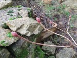 DSCF3387.JPG