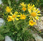 DSC00710.JPG
