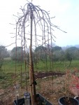 saule.jpg