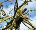 polypore3.JPG