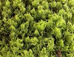 Hyocomium armoricum.jpg