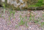 1- Agrostis ?