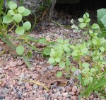 4- Une plante qui se multiplie et prolifère très vite !