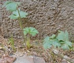 5- Géranium à feuilles molles ?