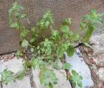 6- Euphorbe des jardins ? (Peplus)