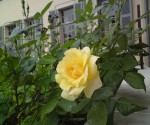 Rose 1.JPG