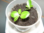 pachypodium lamerei ( palmier)