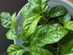 fruit de la passion (passiflore eludis)