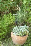 menthe, sauge thym et romarin en pot