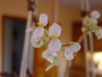 begonia1.jpg