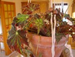begonia2.jpg