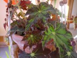 begonia3.jpg