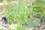 piments, basilic estragon et radis quand y'en a.jpg