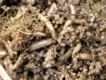 larves d'insecte??