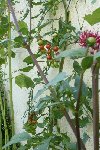 tomates cerise en plaine terre dans les massifs de fleur.jpg